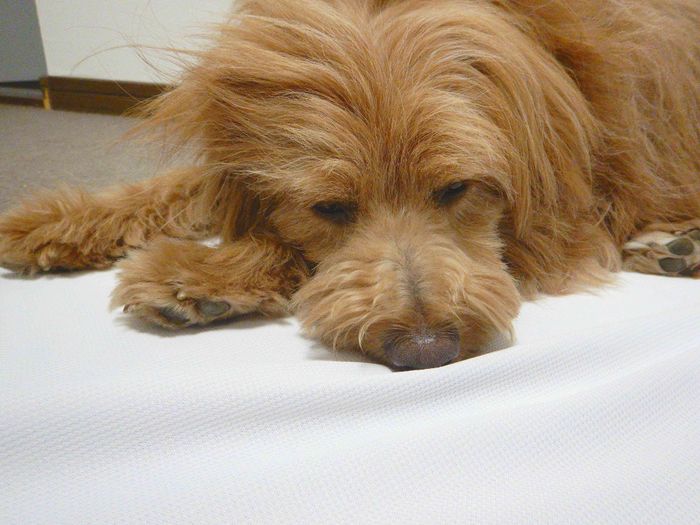 連載「こぐま犬てんすけ」