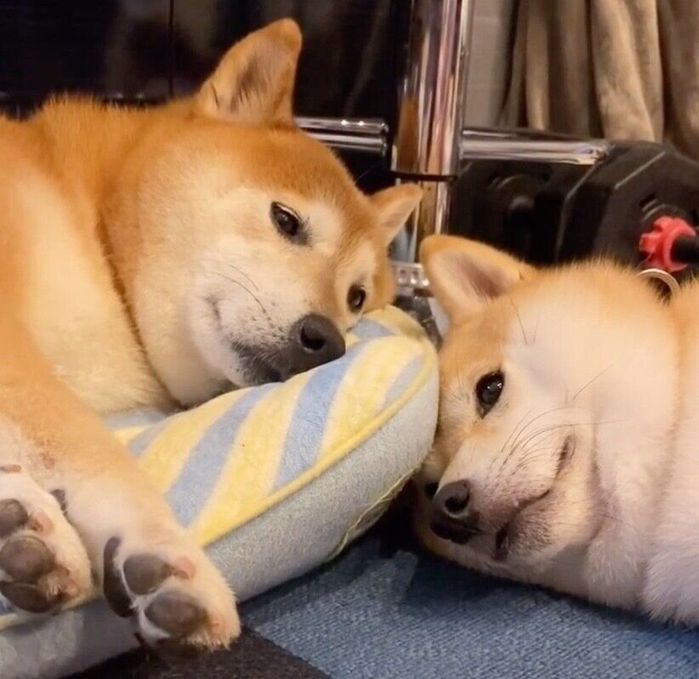 仲良くまったりするいなりくん、こむぎちゃん