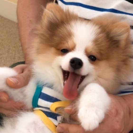 笑顔のポメラニアン