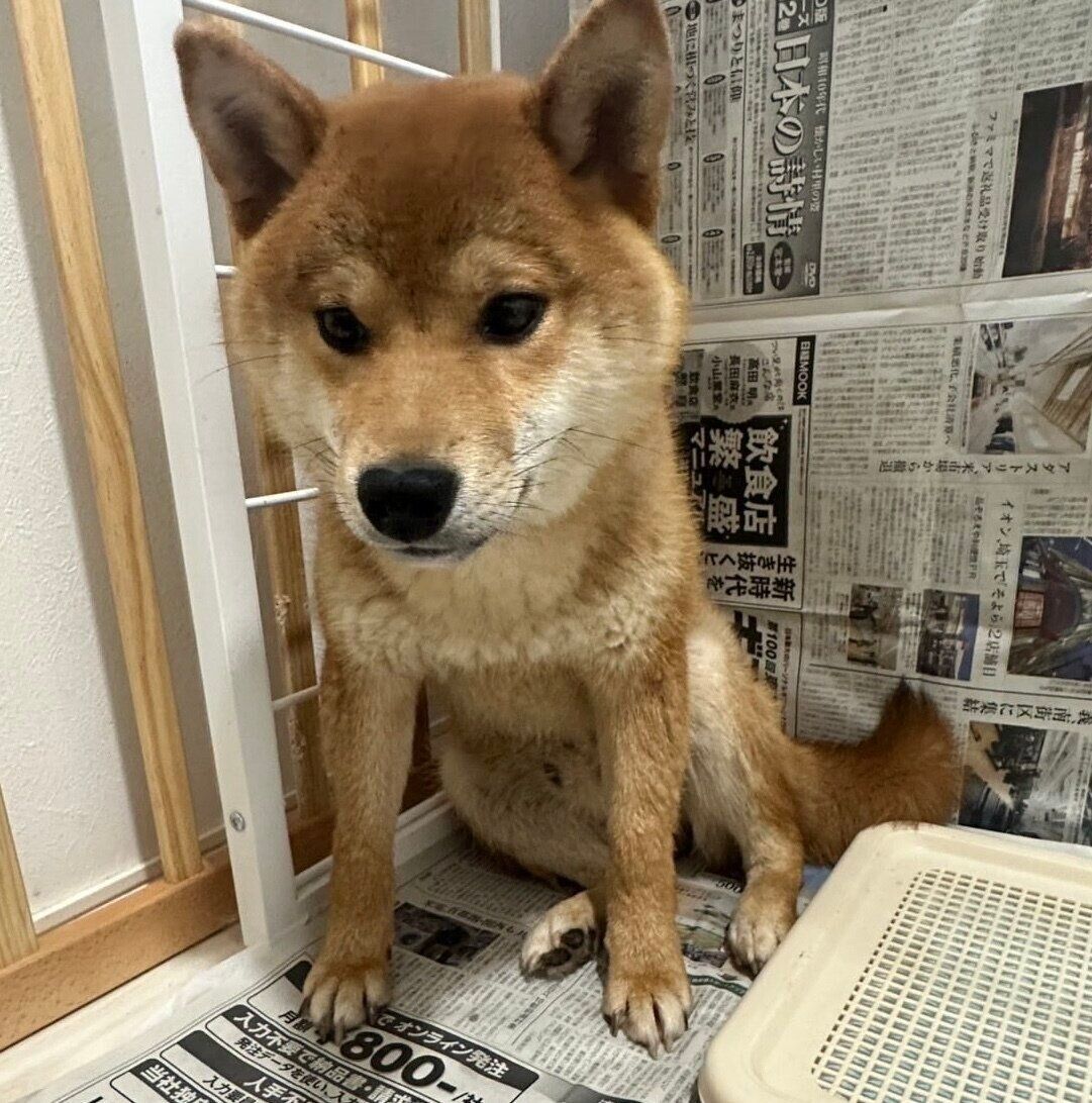 お迎えしたばかりのころのぽたくん