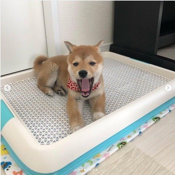 妹のトイレを見守る柴犬