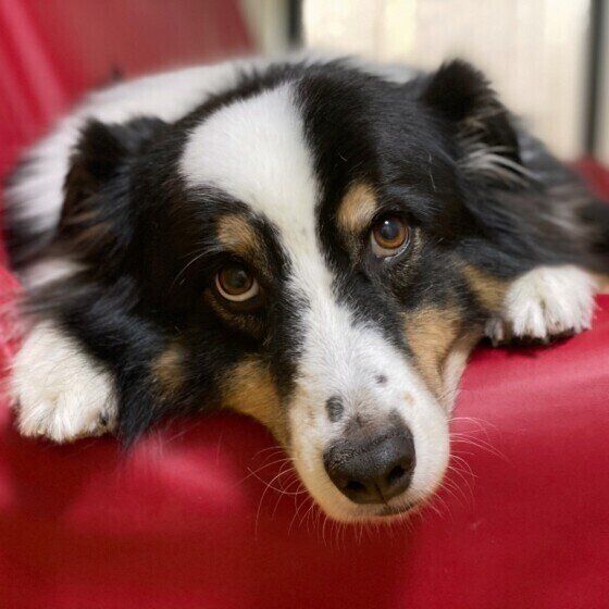 上目づかいのオーストラリアン・シェパード