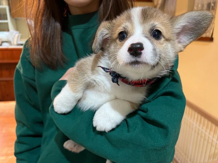お迎え当時のこはくちゃん