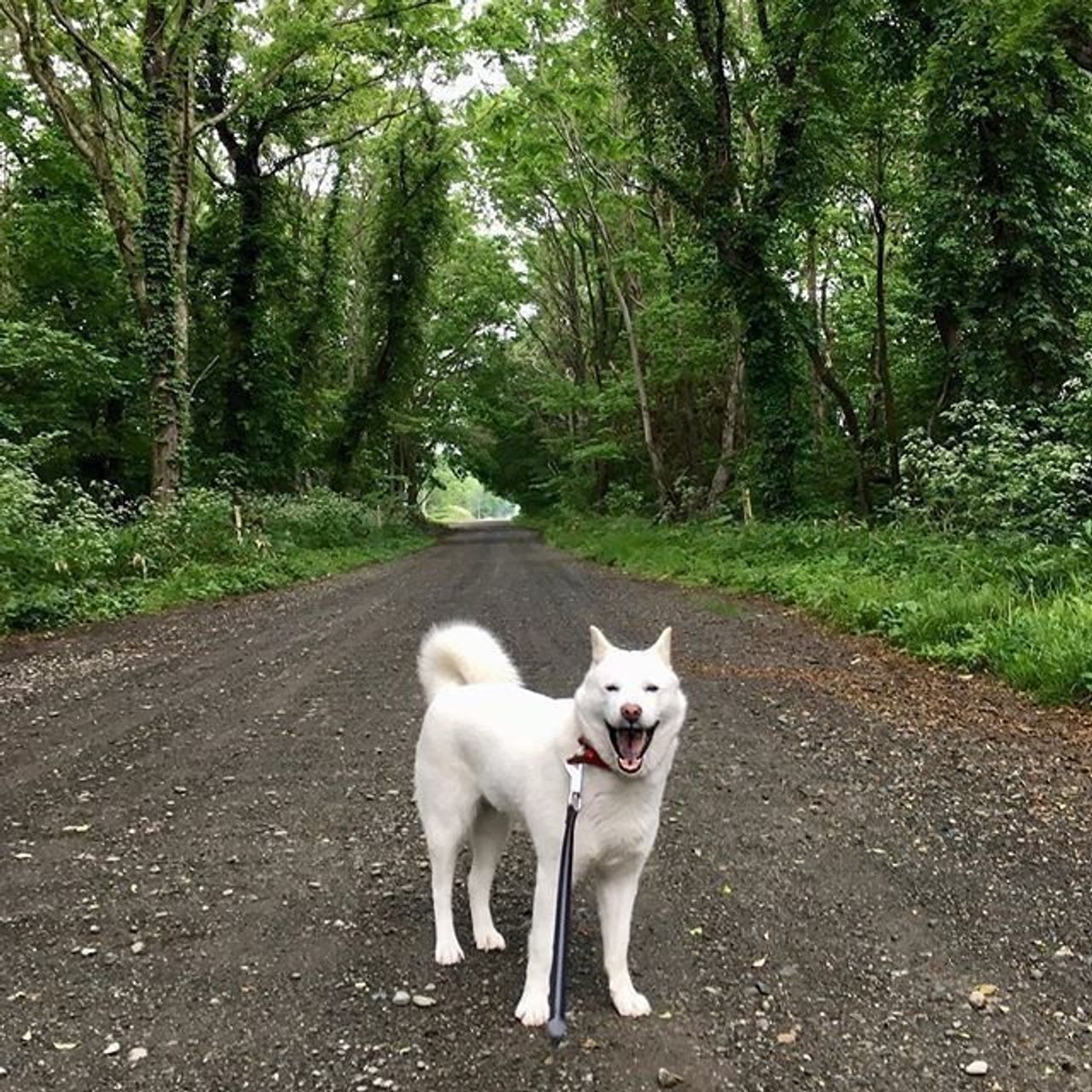 獣医師監修 北海道犬ってどんな性格 特徴や飼い方を解説 いぬのきもちweb Magazine 獣医師監修 北海道犬ってどんな性格 特徴や飼い方を解説 いぬのきもちweb Magazine