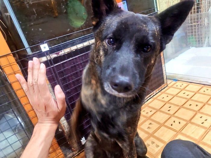 飼い主にタッチをする甲斐犬