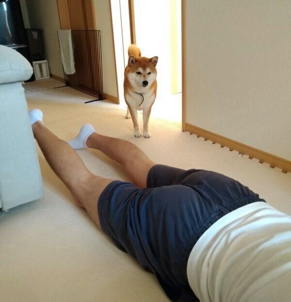 寝転がるパパさんを見つめるわさびちゃん