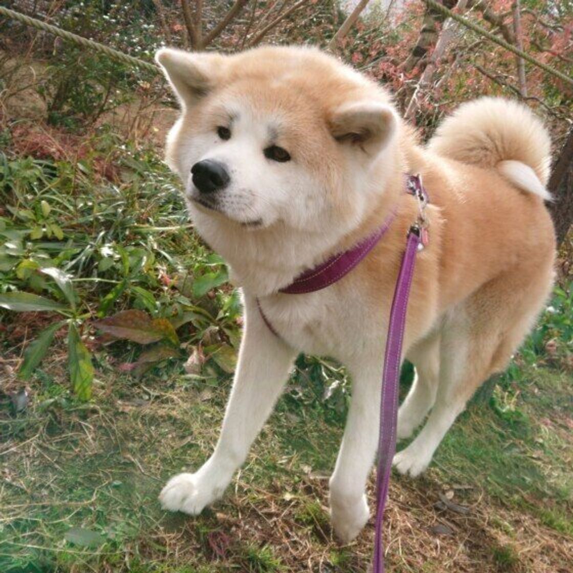 寒い時期の散歩のホンネ 犬も飼い主もおっくうに 散歩の注意点を解説 いぬのきもちweb Magazine 寒い時期の散歩のホンネ 犬も飼い主もおっくうに 散歩の注意点を解説 いぬのきもちweb Magazine