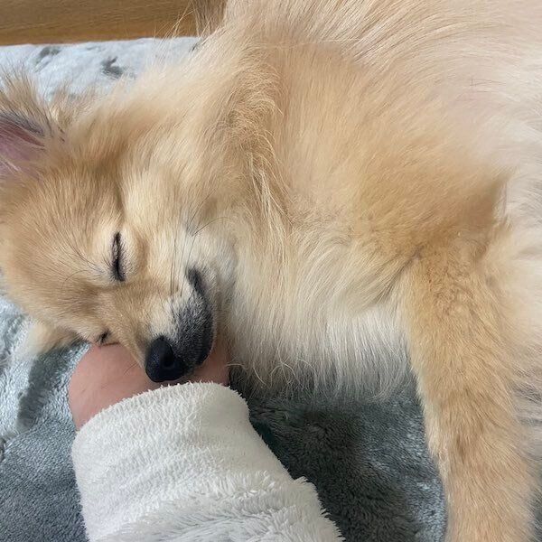 人の手を枕にするはちみつちゃん