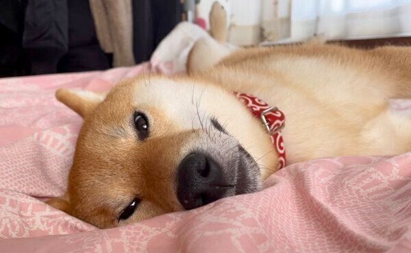 まったりする大桜くん