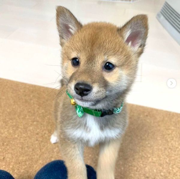 見つめる富くん