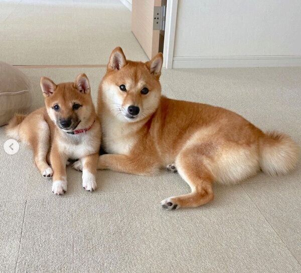 密着するはなちゃん、まるちゃん