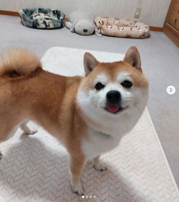 見つめる豆助くん