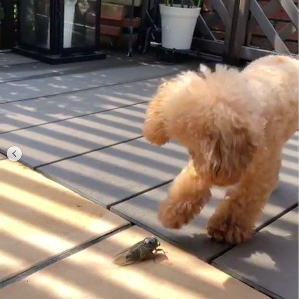 セミと対峙するトイ・プードル