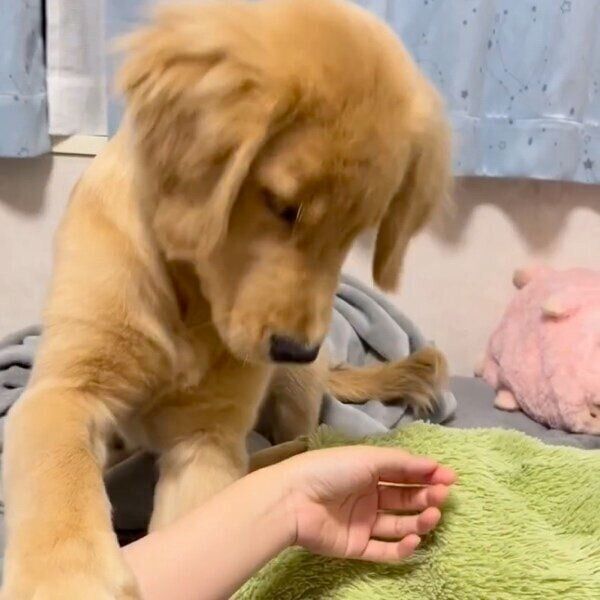 飼い主さんの手を引っ張るモンガータちゃん