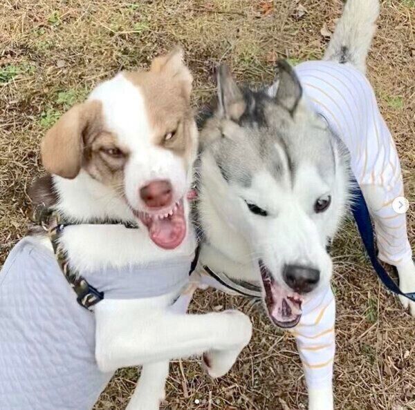 じゃれ合うバロンくん、シエルちゃん