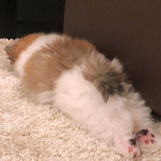 つい触りたくなってしまうプニプニの肉球