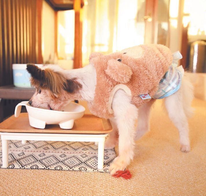 フードの好き嫌いがあり、体調も変わりやすいため数種類を常に用意する