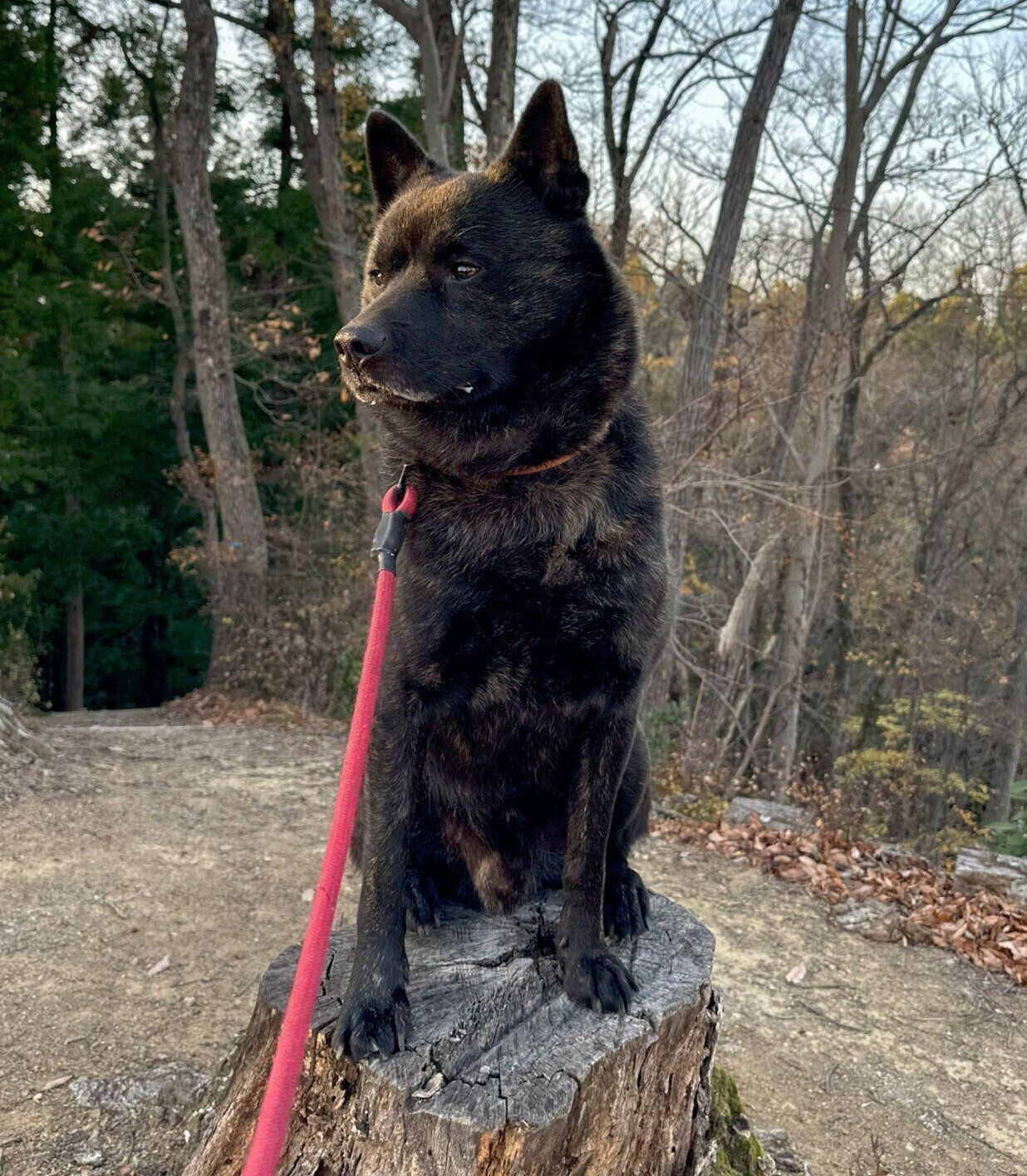 切り株の上に乗る斬九郎くん