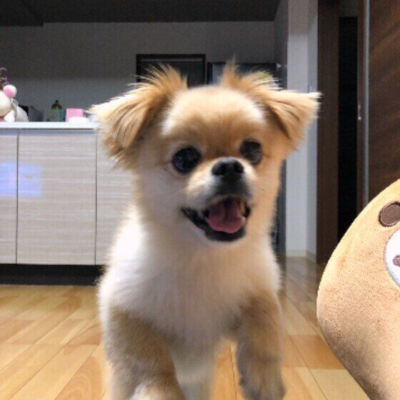 楽しそうなモカちゃん