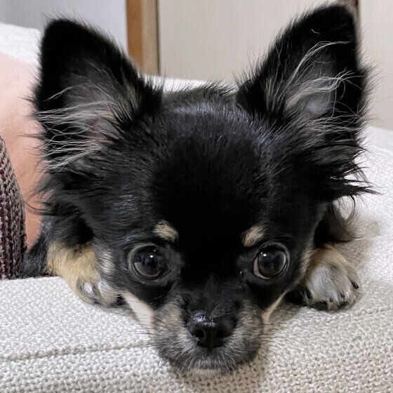 チワワのモコちゃん