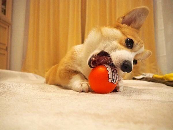 おもちゃで遊ぶいろはちゃん