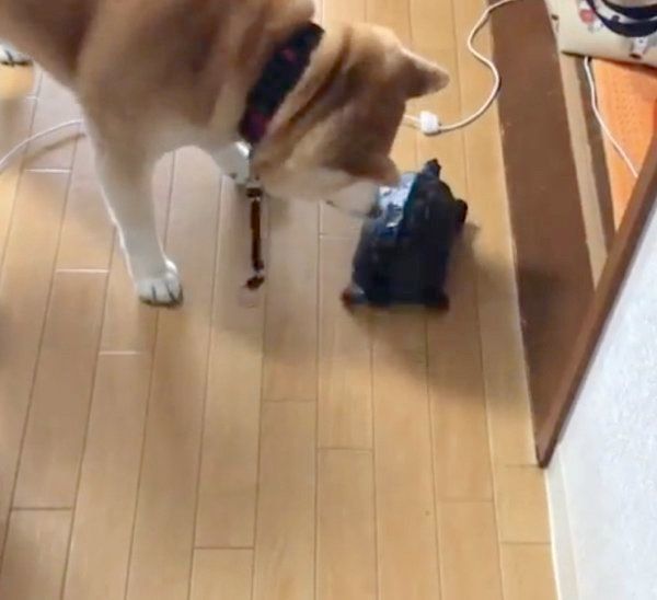 カメを応援する柴犬