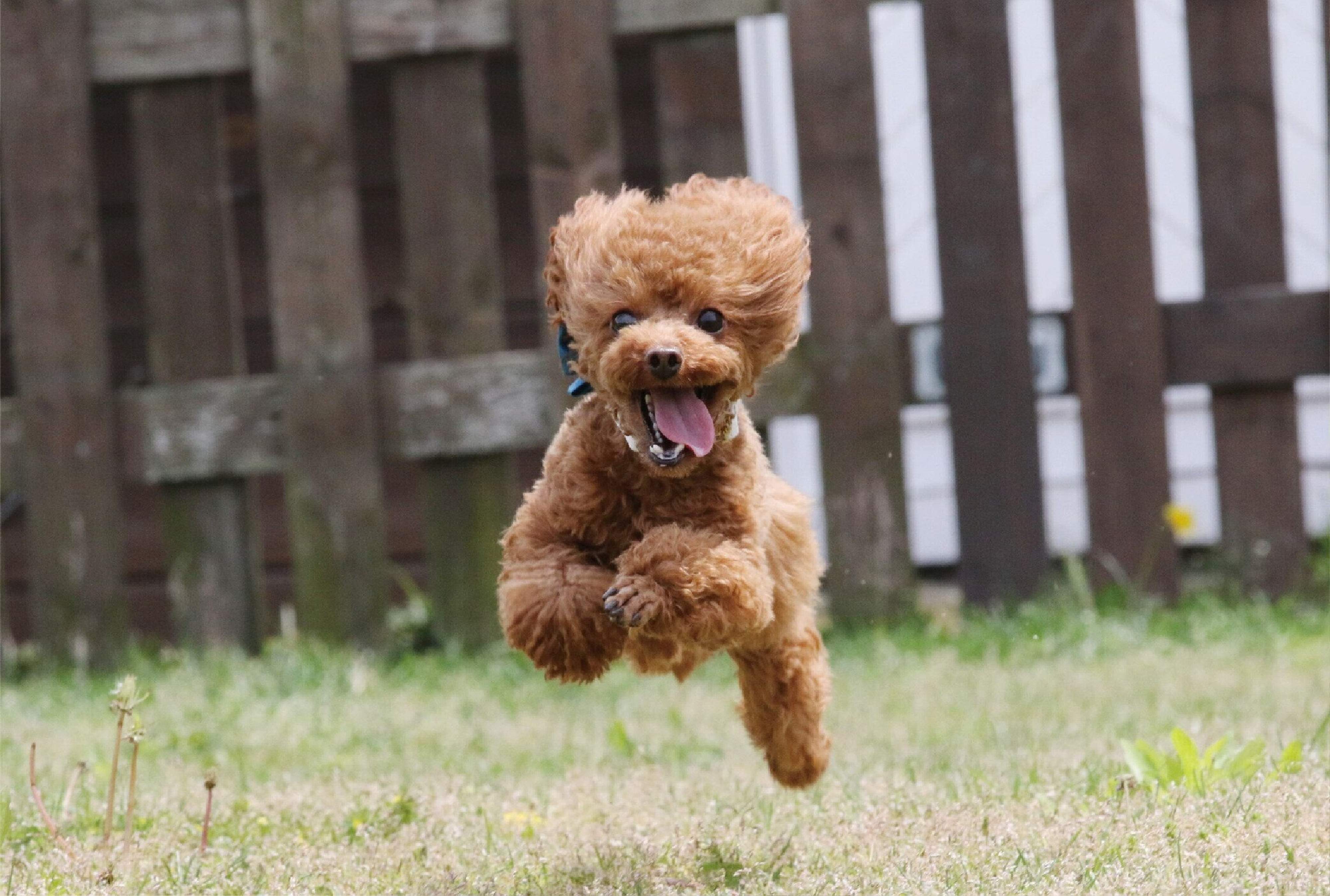 Pr ずっと健康で暮らす秘訣は 筋肉 にあるってホント 筋肉について知っておきたい3つのポイント いぬのきもちweb Magazine Pr ずっと健康で暮らす秘訣は 筋肉 にあるってホント 筋肉について知っておきたい3つのポイント いぬのきもちweb Magazine