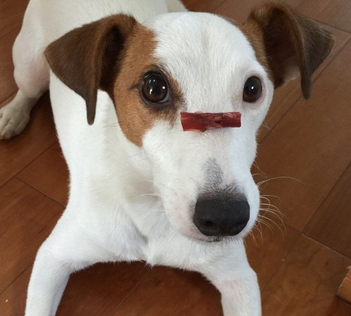 犬の知能レベル サルより優れた能力があってもカラス以下 いぬのきもちweb Magazine 犬の知能レベル サルより優れた能力があってもカラス以下 いぬのきもちweb Magazine
