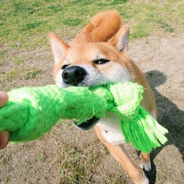 おもちゃで遊ぶさくちゃん