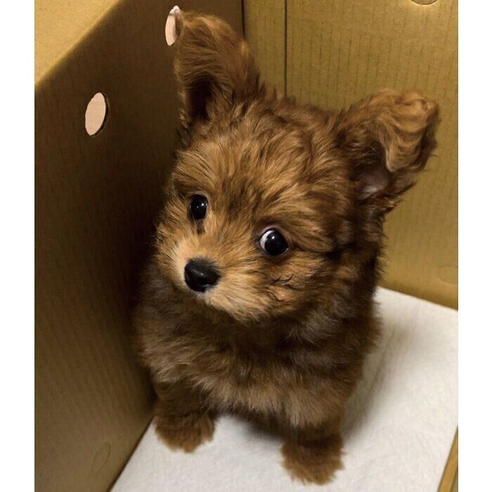 お迎えしてすぐに撮影した、生後3カ月ごろのぽっちくん