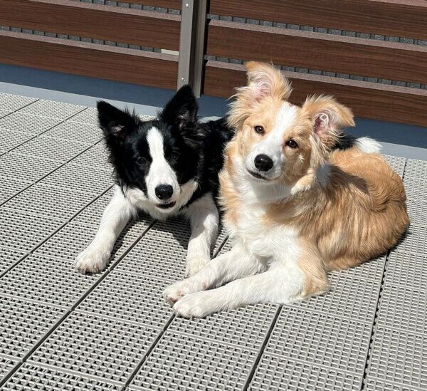 まったりするむぎちゃん、あんずちゃん