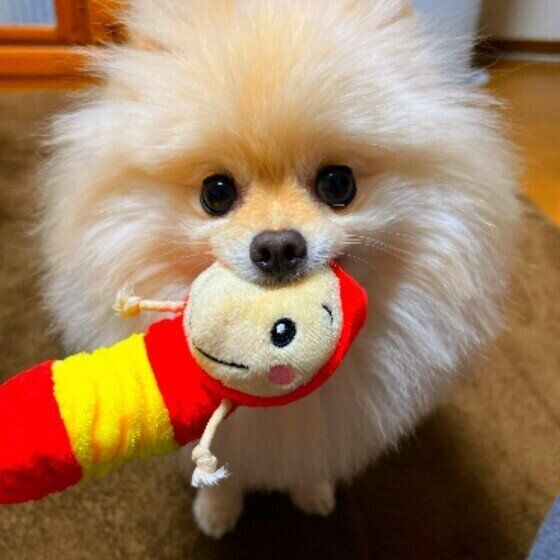 大事な宝物？ 犬がぬいぐるみやおもちゃを愛用する理由 いぬのきもち