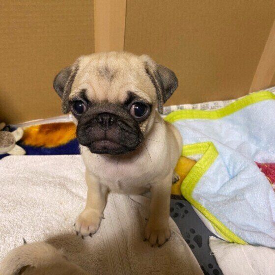 おすわりするパグ