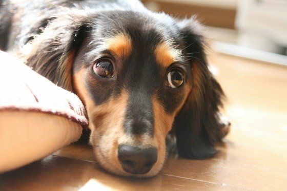 ミニチュア・ダックスフンド