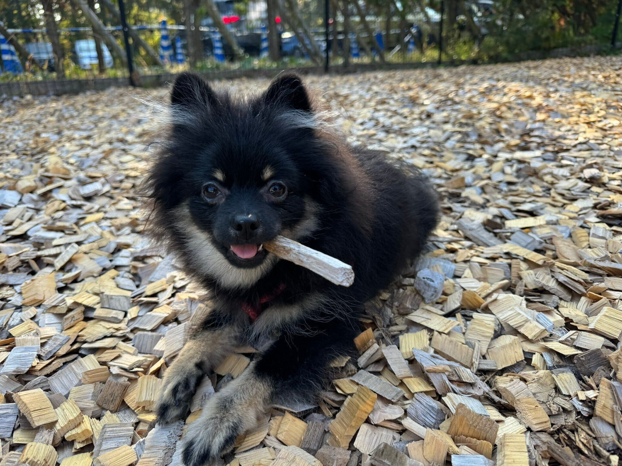 棒をくわえるひまわりちゃん