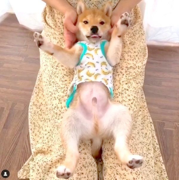 あくびをする豆柴のうにくん