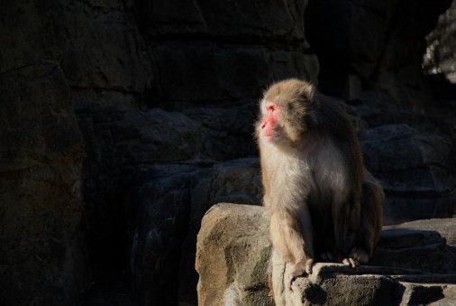 1頭のニホンザル