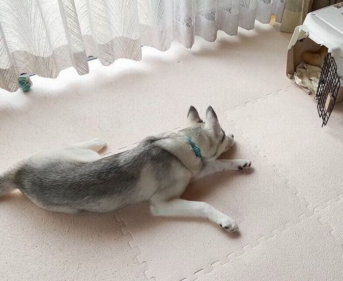 クレートの前で出待ちするハスキー