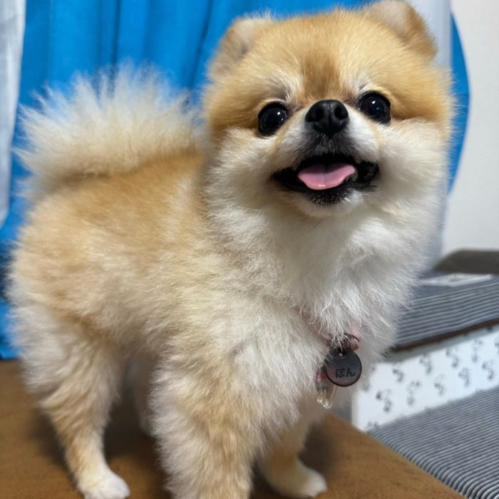 笑顔が可愛いぽんちゃん