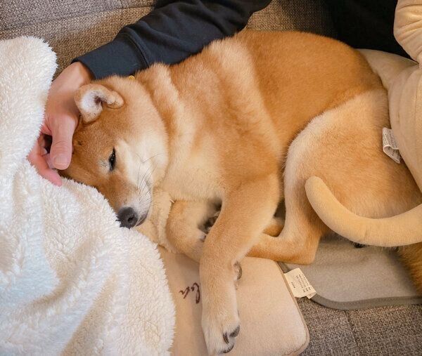 寝かしつけられるむぎちゃん