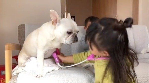子どもがお医者さんごっこを 付き合うワンコの優しさにキュン いぬのきもちweb Magazine