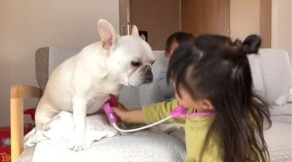 子どもがお医者さんごっこを 付き合うワンコの優しさにキュン いぬのきもちweb Magazine 子どもがお医者さんごっこを 付き合うワンコの優しさにキュン いぬのきもちweb Magazine