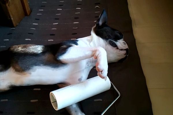 コロコロされるフレンチ・ブルドッグ