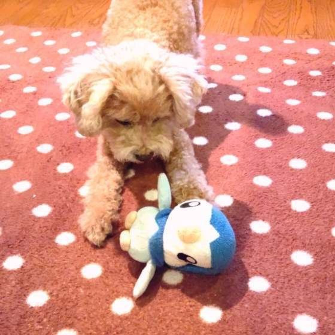 犬がお尻を高く上げる プレイバウ どんな意味があるの いぬのきもちweb Magazine 犬がお尻を高く上げる プレイバウ どんな意味があるの いぬのきもちweb Magazine