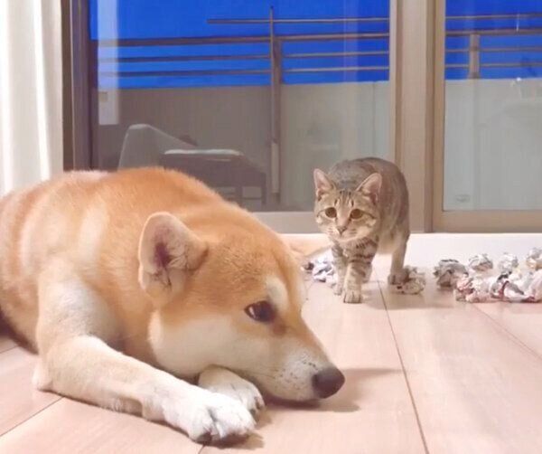 Mugiくんに狙われるHaluくん