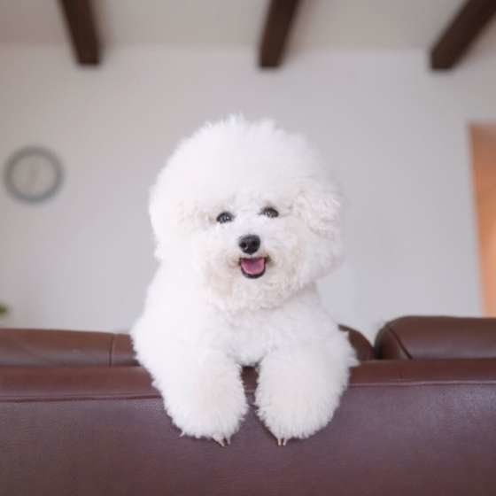 おやつを待つ、トイ・プードルのにこ