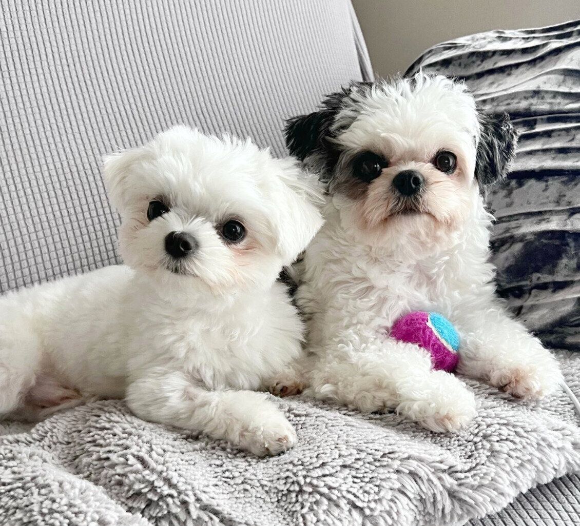 ライスくんと先住犬・ハラミちゃん