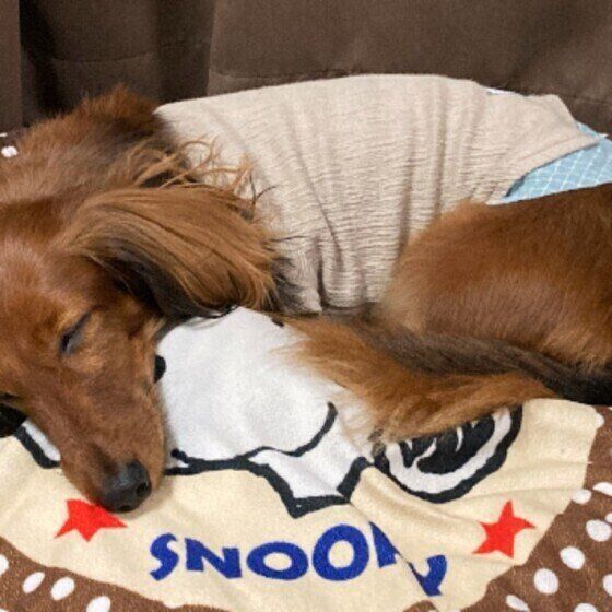 眠るカニーンヘン・ダックスフンド