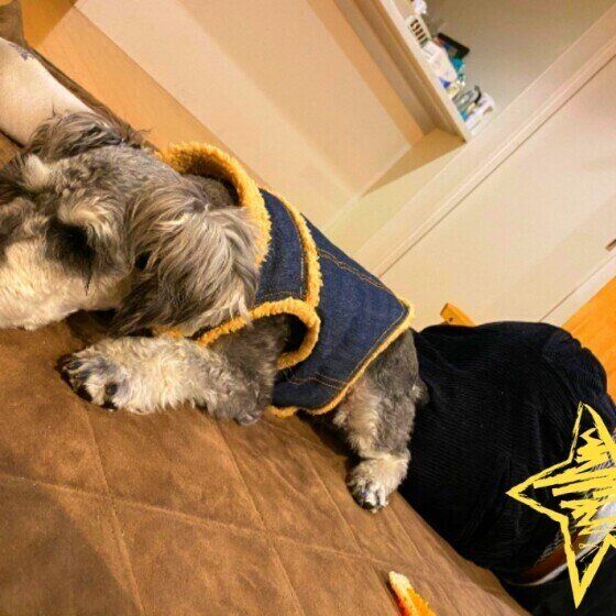 お尻をくっつけるミニチュア・シュナウザー