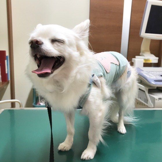 水の飲み方や体重の変化に要注意！観察と健康診断のススメ